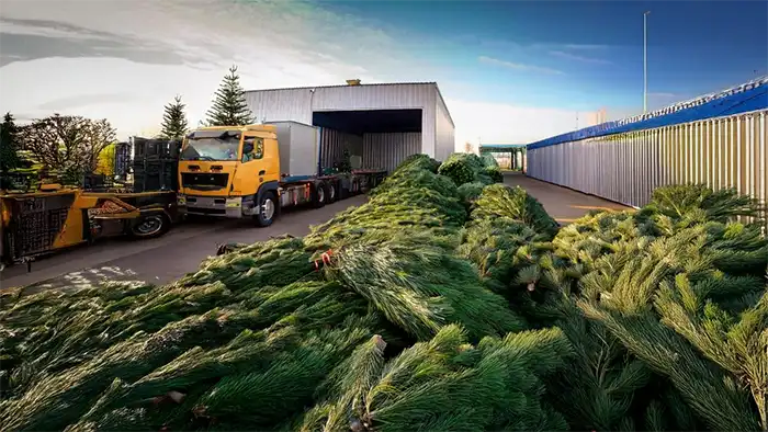 Christmas Tree Recycling